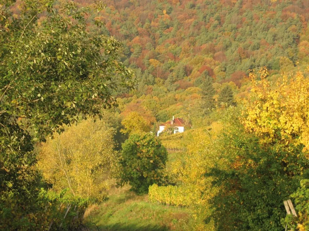 Herbstliche Weinberge am Annaberg