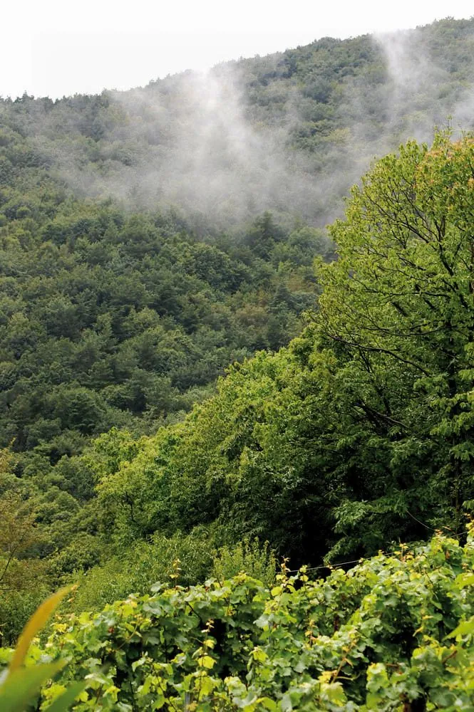 Nebel im Tal unterhalb des Annabergs